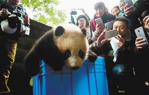 围观大熊猫宝宝的游客都喊着它的名字"丁丁.